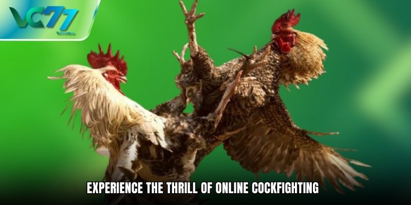 Experience the thrill of online cockfighting